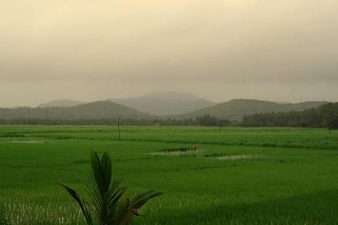 Agricultural Plantations in Goa - Download Goa Photos